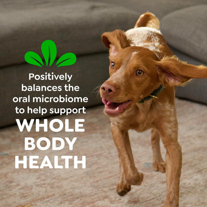 GREENIES Original Large Natural Dog Dental Care Chews Oral Health Dog Treats, 6 Oz. Pack (4 Treats)